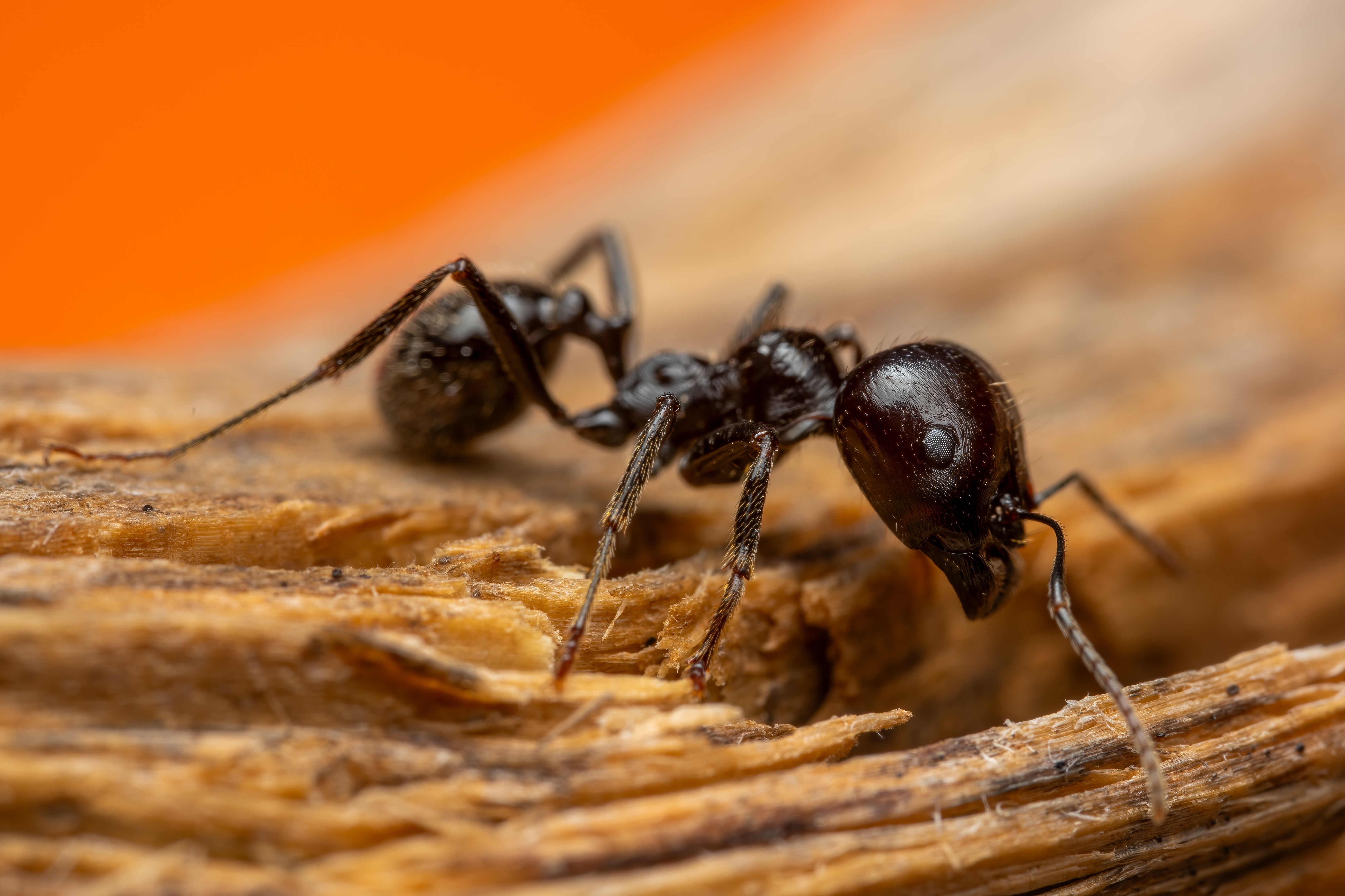 Fourmis charpentières