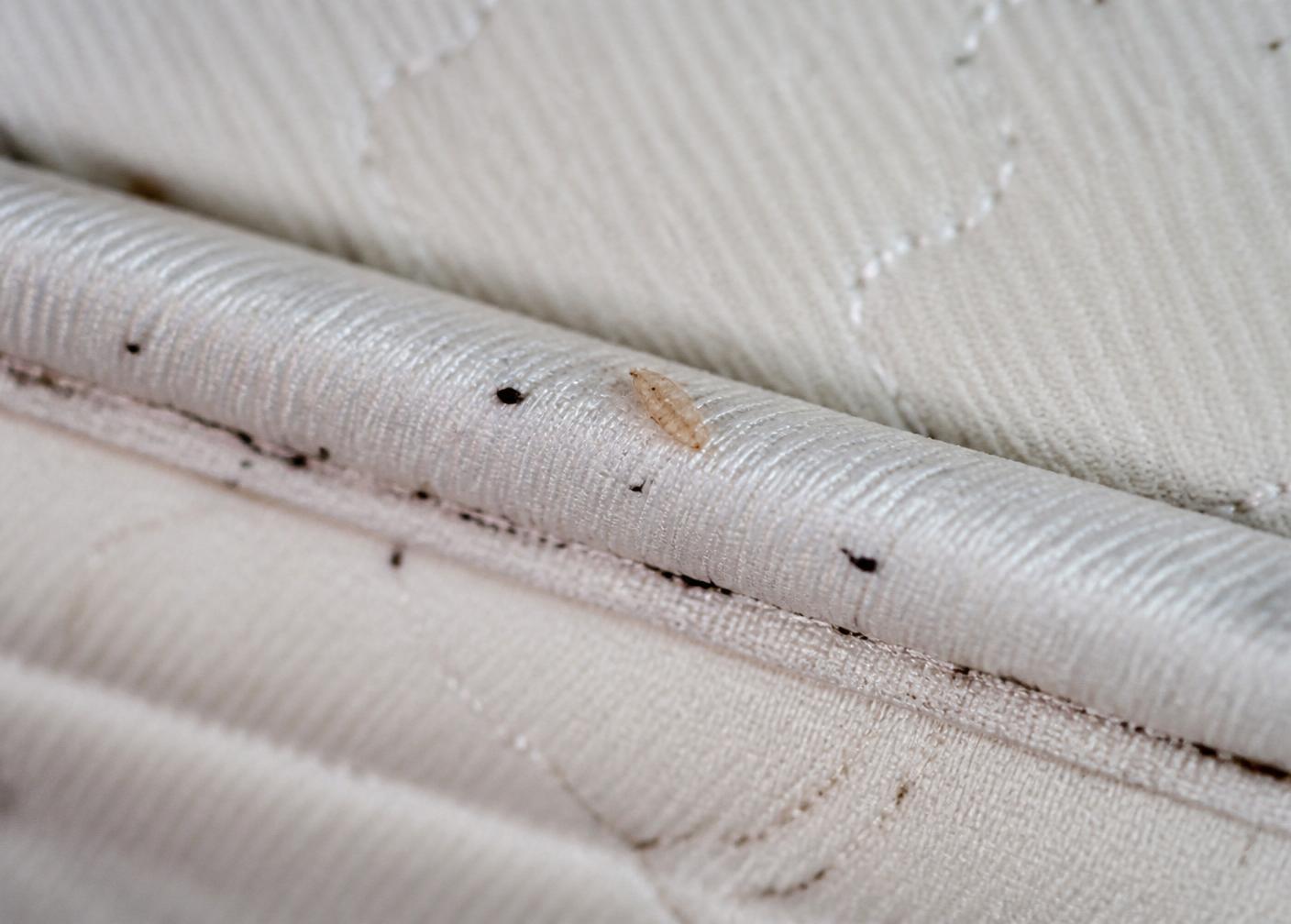 Traces d'infestation le long de la couture d'un matelas : points noirs et mue translucide